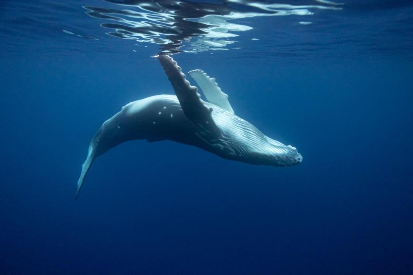 Maui Homestay Vue Ocean Exceptionnelle & Baleines En Saison Tohautu Dış mekan fotoğraf